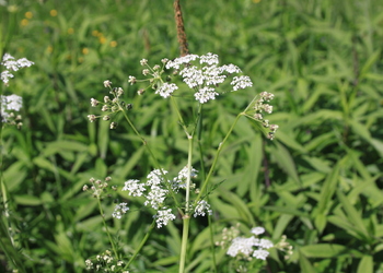 Wiesen Kerbel (Anthriscus sylvestris L.) - © Emanuel Trummer